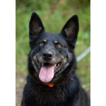 Воспитанная и послушная собака Милли ищет хозяев