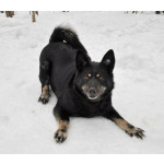 Воспитанная и послушная собака Милли ищет хозяев