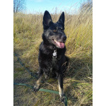 Воспитанная и послушная собака Милли ищет хозяев