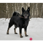 Воспитанная и послушная собака Милли ищет хозяев