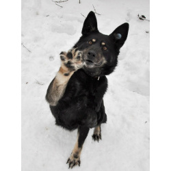 Воспитанная и послушная собака Милли ищет хозяев