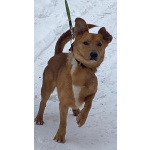 Бабушкин и дедушкин пёсик очень ищет дом