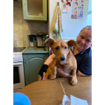 Бабушкин и дедушкин пёсик очень ищет дом