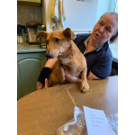 Бабушкин и дедушкин пёсик очень ищет дом