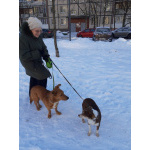 Бабушкин и дедушкин пёсик очень ищет дом