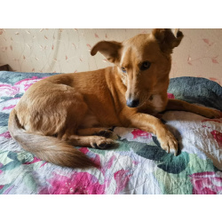 Бабушкин и дедушкин пёсик очень ищет дом