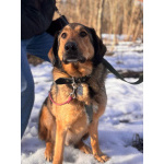 Верные и преданые товарищи-собаки ищут дом