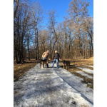 Верные и преданые товарищи-собаки ищут дом