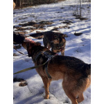 Верные и преданые товарищи-собаки ищут дом