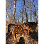 Верные и преданые товарищи-собаки ищут дом