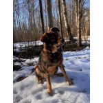 Верные и преданые товарищи-собаки ищут дом