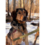 Верные и преданые товарищи-собаки ищут дом