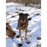 Верные и преданые товарищи-собаки ищут дом