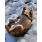 Верные и преданые товарищи-собаки ищут дом