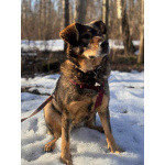 Верные и преданые товарищи-собаки ищут дом