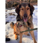 Верные и преданые товарищи-собаки ищут дом