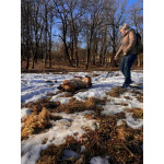 Верные и преданые товарищи-собаки ищут дом