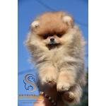 Померанский шпиц Щенки премиум-класса