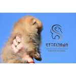 Померанский шпиц Щенки премиум-класса