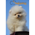 Померанский шпиц Щенки премиум-класса