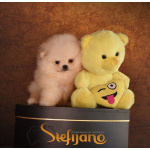 Померанский шпиц Щенки премиум-класса