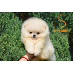 Померанский шпиц Щенки премиум-класса