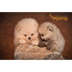 Померанский шпиц Щенки премиум-класса