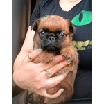 Пти-брабансон рыжий мальчик