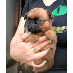 Пти-брабансон рыжий мальчик