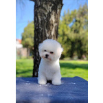 Бишон Фризе Красивые Щенки