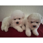 Бишон Фризе Красивые Щенки