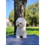 Бишон Фризе Красивые Щенки