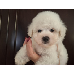 Бишон Фризе Красивые Щенки