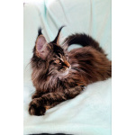 Девочки Мейн-кун