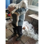 Козлята от молочной козы