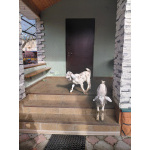 Козлята от молочной козы