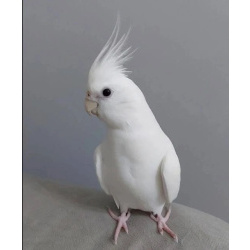 Корелла самка пиеннц