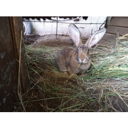 Домашние животные