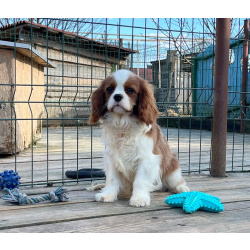 Кавалер кинг Чарльз спаниель мальчик бленхейм