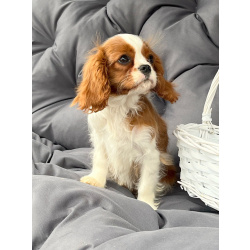 Кавалер кинг Чарльз спаниель девочка