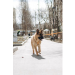 Микки ищет дом!