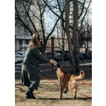 Микки ищет дом!