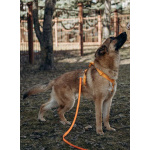 Микки ищет дом!