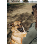 Микки ищет дом!