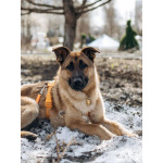 Микки ищет дом!