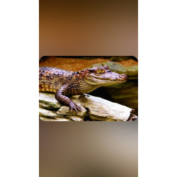 Кайман крокодиловый 1м.с документами