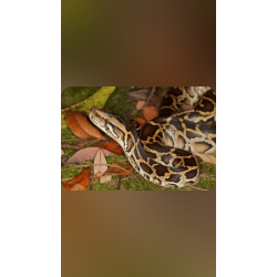 Змейка тигровая