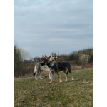 Чехословацкий влчак