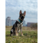 Чехословацкий влчак