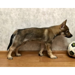 Чехословацкий влчак